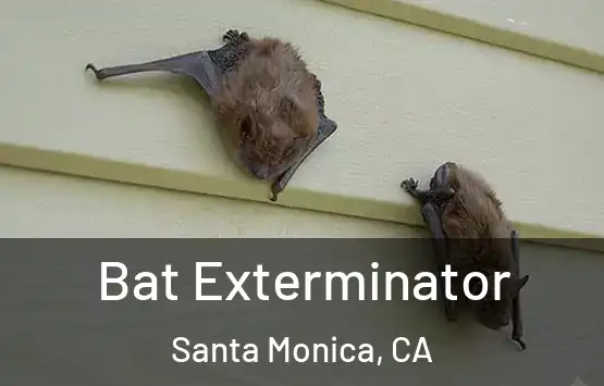  Bat Exterminator Santa Monica, CA