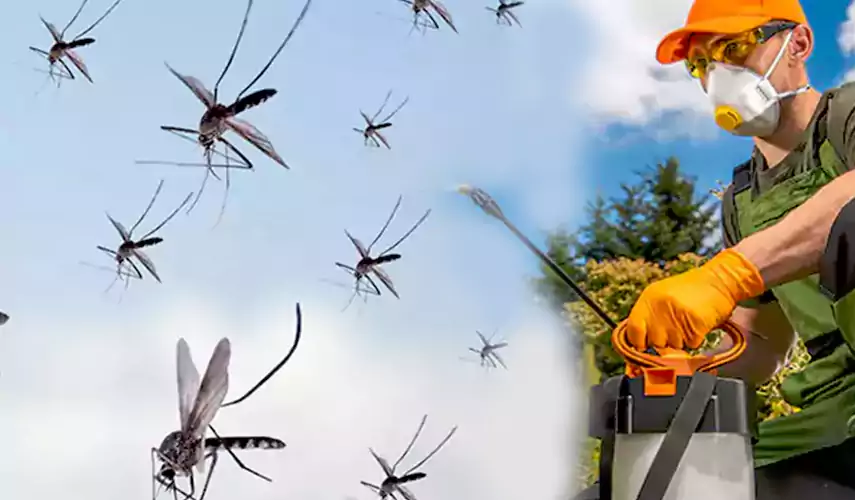 Mosquito Pest Control in Santa Monica, CA