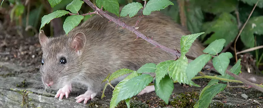 mouse-control in Santa Monica, CA