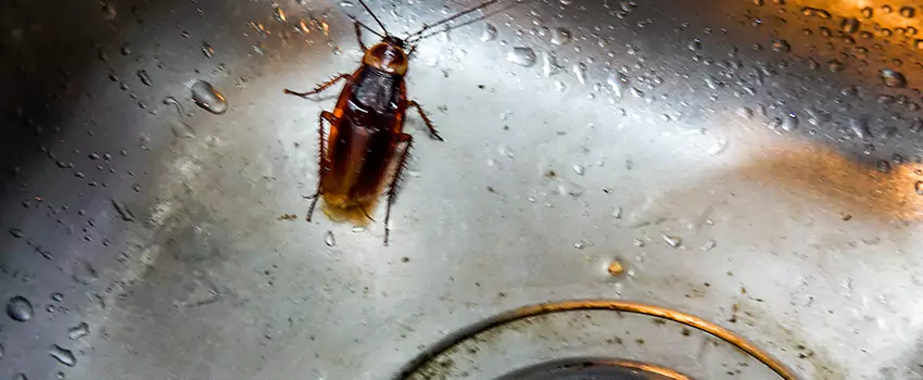 roach-control in Santa Monica, CA