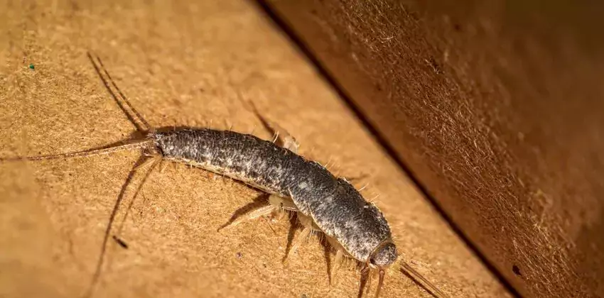 silverfish-control in Santa Monica, CA
