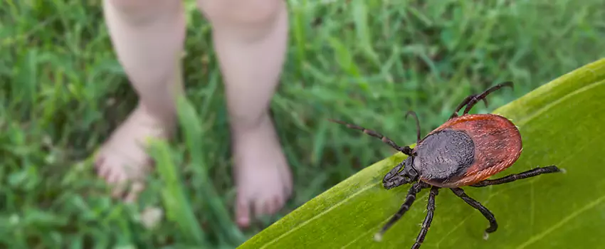 tick-treatment-for-yard in Santa Monica, CA