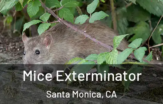  Mice Exterminator Santa Monica, CA