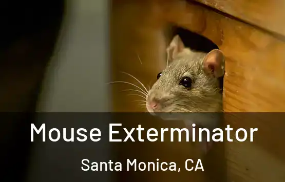  Mouse Exterminator Santa Monica, CA