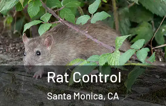  Rat Control Santa Monica, CA