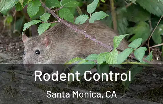  Rodent Control Santa Monica, CA