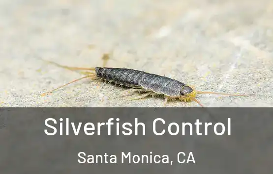  Silverfish Control Santa Monica, CA