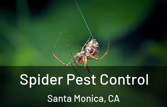  Spider Pest Control Santa Monica, CA