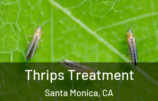  Thrips Treatment Santa Monica, CA
