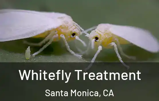  Whitefly Treatment Santa Monica, CA